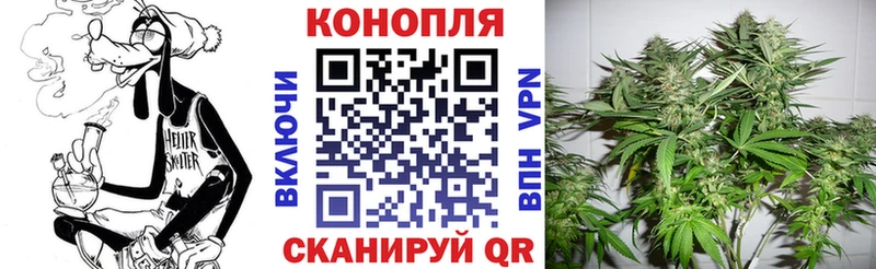 купить наркотик  Белая Холуница  Марихуана сатива 